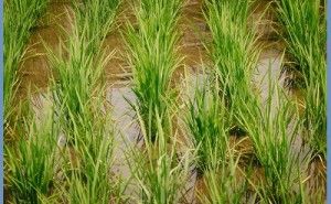 稲作に見るクリーン化との共通点