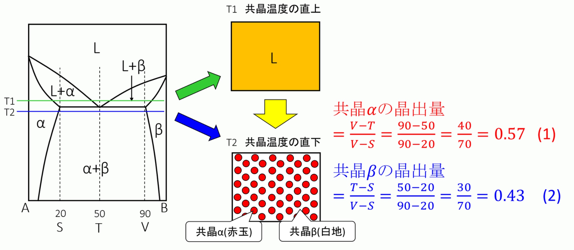 共晶組織の量的計算:金属材料基礎講座(その165) わかりやすく解説