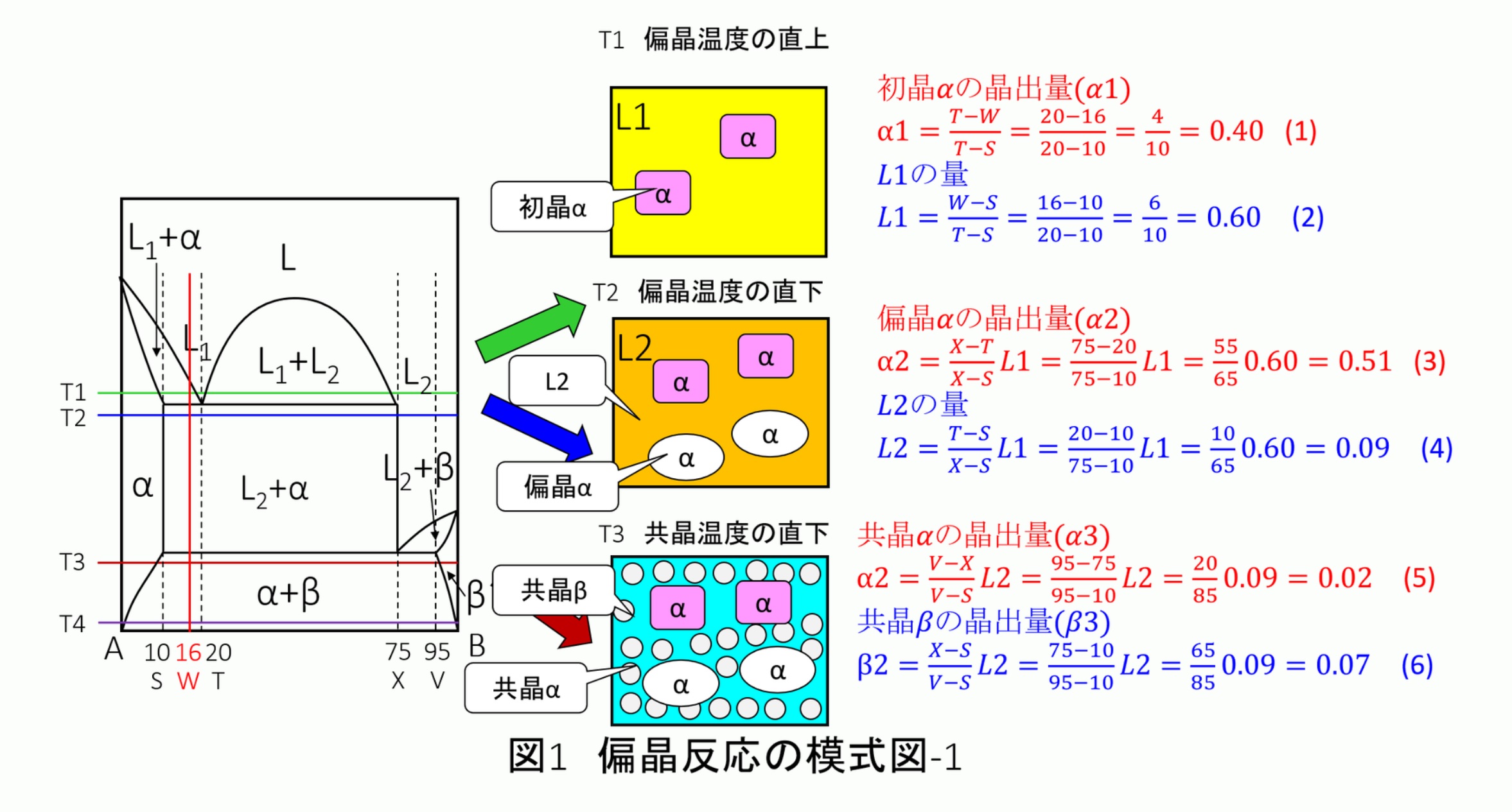 初晶のある偏晶組織の量的計算:金属材料基礎講座(その173) わかりやすく解説