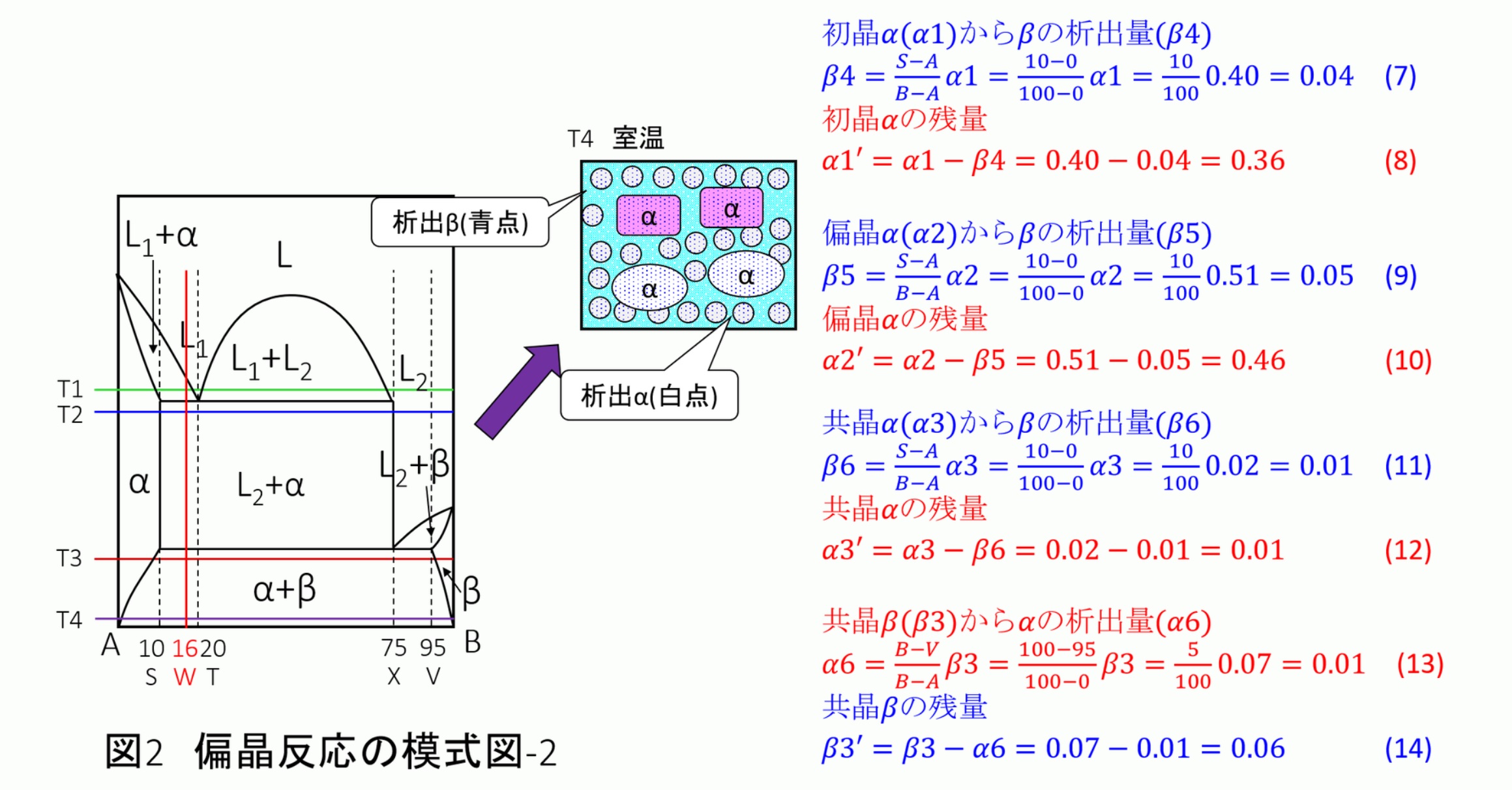 初晶のある偏晶組織の量的計算:金属材料基礎講座(その173) わかりやすく解説