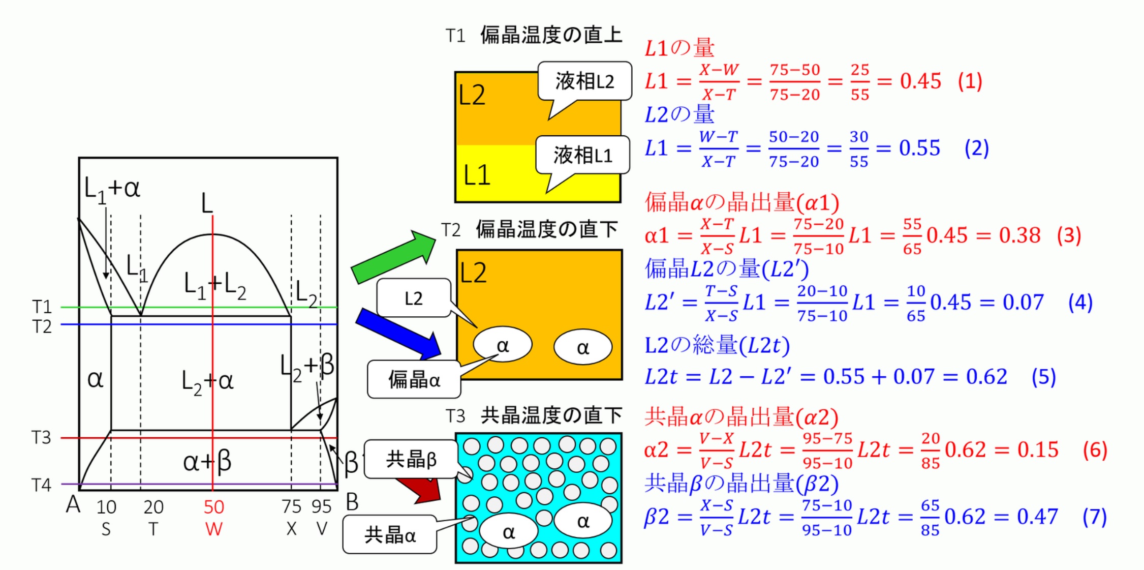 液相のある偏晶組織の量的計算:金属材料基礎講座(その174) わかりやすく解説